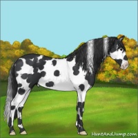 Horse Color:Black Splash Tobiano 
