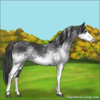 Horse Color:White Spotted Black Tobiano