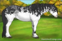 Horse Color:White Spotted Black 