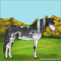 Horse Color:White Spotted Black Tobiano 