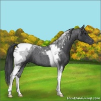 Horse Color:Blue Roan Tobiano