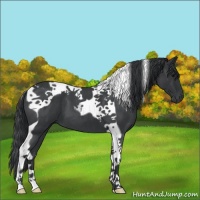 Horse Color:Blue Roan Tobiano 