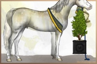 Horse Color:White Spotted Liver Red Dun Pearl Onyx Mushroom Brindle 