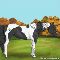 Horse Color:Black Tobiano 