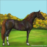 Horse Color:Midnight Chestnut Ice Rabicano