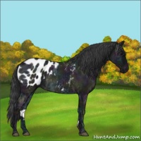 Horse Color:Midnight Blue Ice Roan Blanket Rabicano 