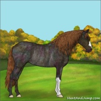 Horse Color:Midnight Chestnut Ice Rabicano
