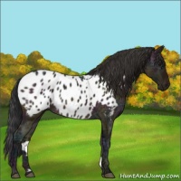 Horse Color:Midnight Bay Ice Roan Appaloosa Rabicano 