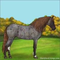 Horse Color:Midnight Red Ice Roan Rabicano 