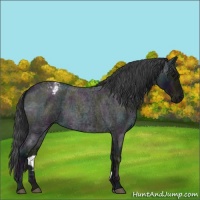 Horse Color:Midnight Blue Ice Roan Varnish Rabicano