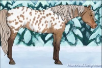 Horse Color:Silver Bay Dun Sabino Blanket Rabicano 