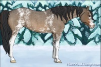 Horse Color:White Spotted Brown Roan Dun 