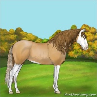Horse Color:Bay Pearl Splash 