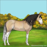 Horse Color:Sable Champagne Sabino Splash 
