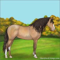 Horse Color:Sable Champagne Sabino 