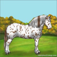 Horse Color:Chestnut Appaloosa
