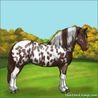 Horse Color:Gray Chestnut Tobiano Appaloosa