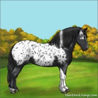 Horse Color:Black Tobiano Near Leopard 