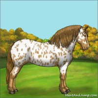 Horse Color:Chestnut Near Leopard 