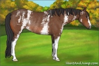 Horse Color:White Spotted Brown Rabicano 