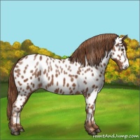 Horse Color:Chestnut Appaloosa 