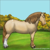 Horse Color:Red Dun Varnish 