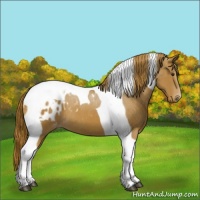 Horse Color:Chestnut Tobiano Blanket 