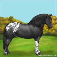 Horse Color:Black Tobiano Appaloosa