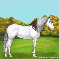 Horse Color:Liver Chestnut Sabino Splash Appaloosa 