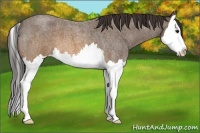 Horse Color:Buckskin Roan Splash 