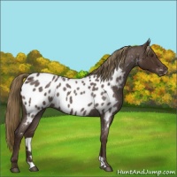 Horse Color:Liver Red Roan Appaloosa 