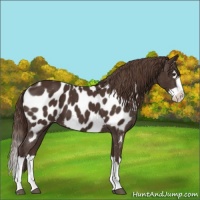 Horse Color:Liver Chestnut Sabino Splash Near Leopard