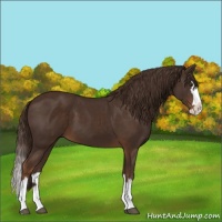 Horse Color:Liver Chestnut Sabino Splash 