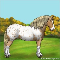 Horse Color:Chestnut Splash Appaloosa 