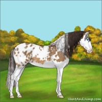 Horse Color:White Spotted Bay Dun Splash Appaloosa