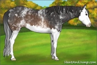Horse Color:White Spotted Brown Splash 