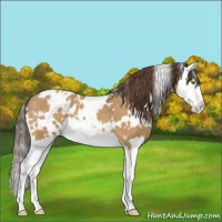 Horse Color:White Spotted Amber Champagne Splash Appaloosa 