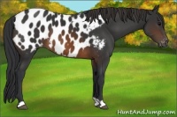Horse Color:Unknown 