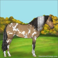 Horse Color:White Spotted Bay Dun