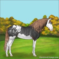 Horse Color:Liver Chestnut Splash Appaloosa Rabicano 