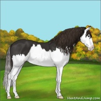Horse Color:Liver Chestnut Sabino Splash