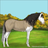 Horse Color:Liver Red Dun Splash Appaloosa 