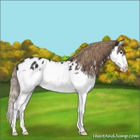 Horse Color:Liver Chestnut Splash Appaloosa 