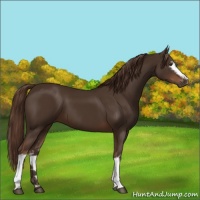 Horse Color:White Spotted Liver Chestnut 