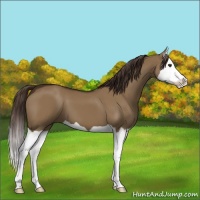 Horse Color:Liver Red Dun Splash 