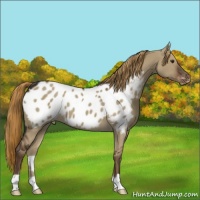 Horse Color:Liver Red Dun Blanket 