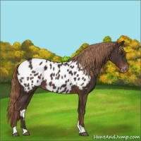 Horse Color:Liver Chestnut Appaloosa 