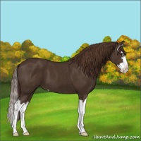Horse Color:Liver Chestnut Sabino Splash 