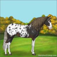 Horse Color:Liver Chestnut Splash Appaloosa 