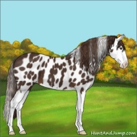 Horse Color:Liver Chestnut Splash Appaloosa 